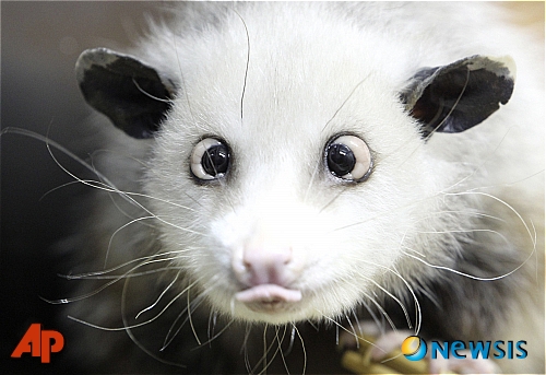 20101216 - opossum.jpg 라이프치히 동물원의 사팔뜨기 주머니쥐